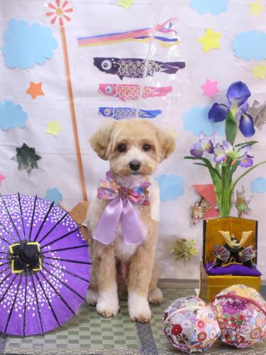 20240509ぽぽくん